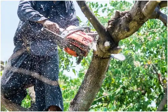 tree services Exton